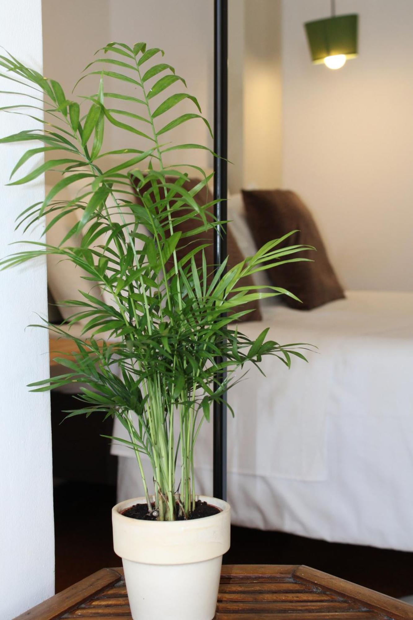 Zen Guest House - Museu Do Bonsai Sintra Room photo